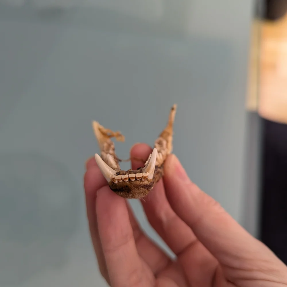 Lower Jawbone of Animal - Small, Possibly Raccoon, Oddity, Skeleton - Picture 3 of 12